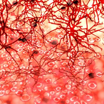 アンチエイジングに毛細血管。毛細血管のケアと役割について